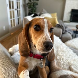 Meet your Posher, Cooper